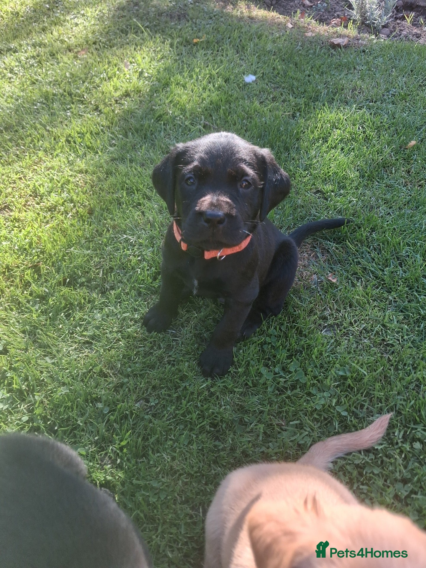 Goldador dogs  Goldador Puppies - Retriever/labrador  🐾 - Advert 4