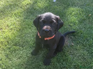Goldador dogs Goldador Puppies - Retriever/labrador 🐾 - Advert 4
