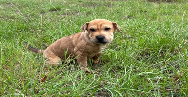 Mixed Breed dogs - Advert 1