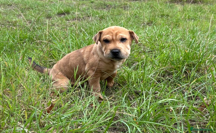 Mixed Breed dogs - Advert 10