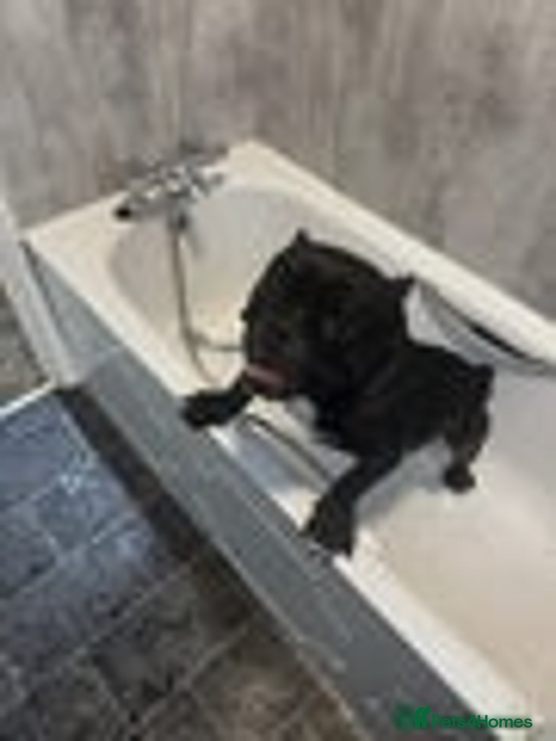 Mixed Breed dogs for sale: Micro bulldog and chihuahua  - Advert 1