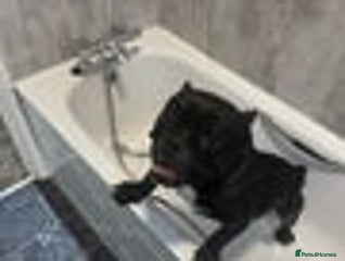 Mixed Breed dogs Micro bulldog and chihuahua - Advert 8