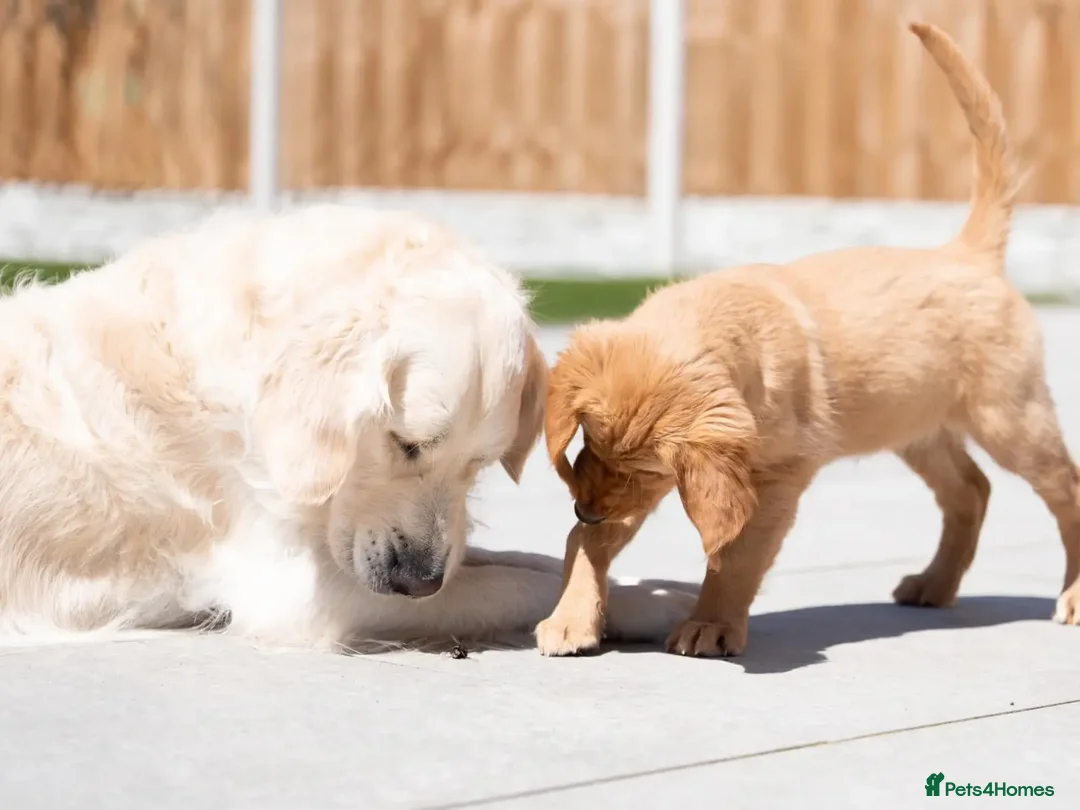 Golden Retriever dogs for stud: Kind, intelligent, fully health tested therapy dog - Advert 33