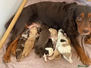 Cockapoo dogs Beautiful F1 Cockapoo Puppies - Advert 2