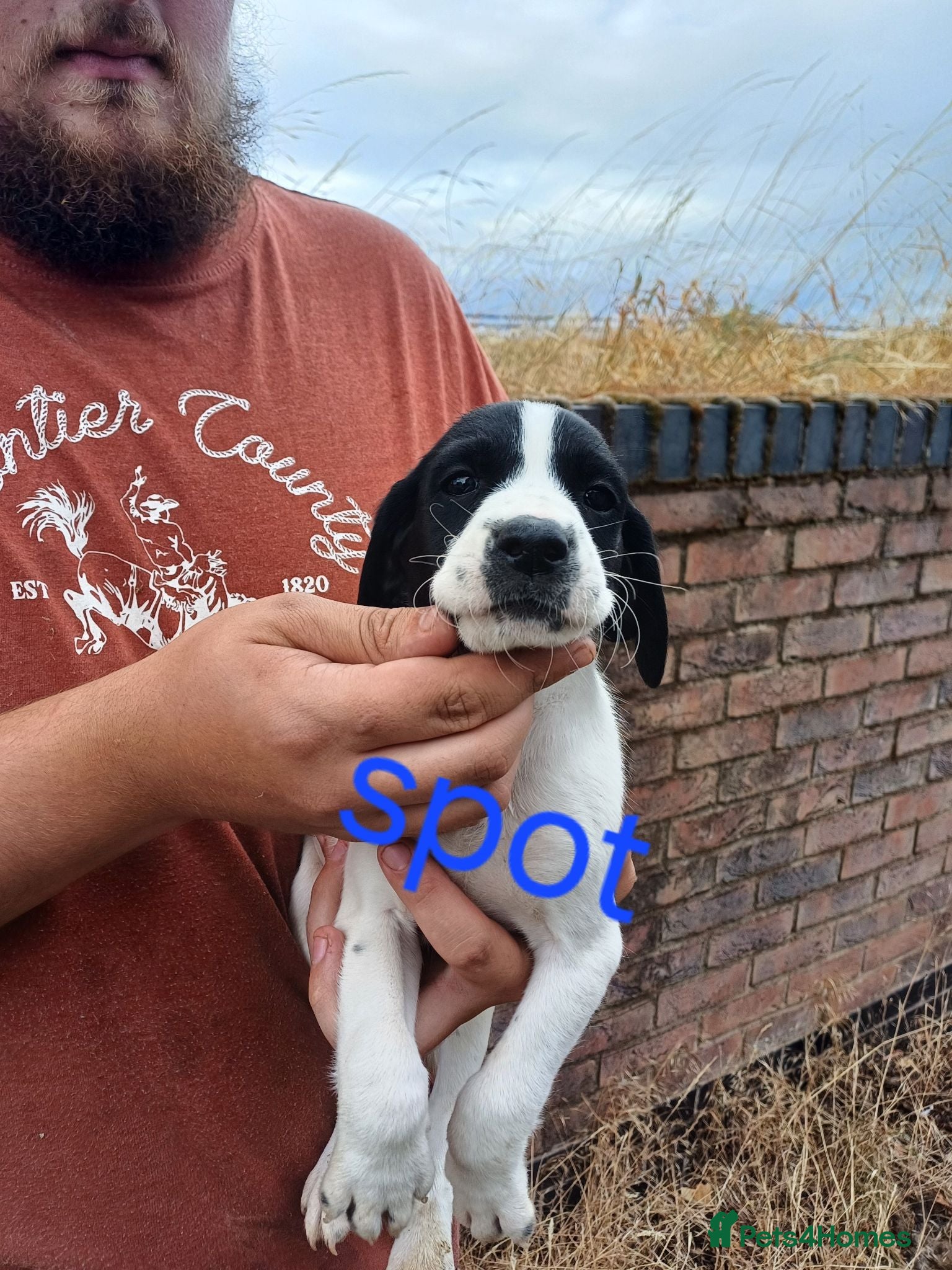 Springador dogs Fox Red and Black Springador Pups - Advert 2