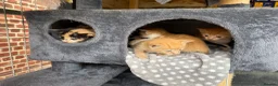 Domestic Shorthair cats for sale: Kittens for sale (including ginger females!) - Advert 5