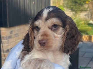 Cocker Spaniel dogs Fully health tested KC Cocker Spaniel puppies - Advert 2