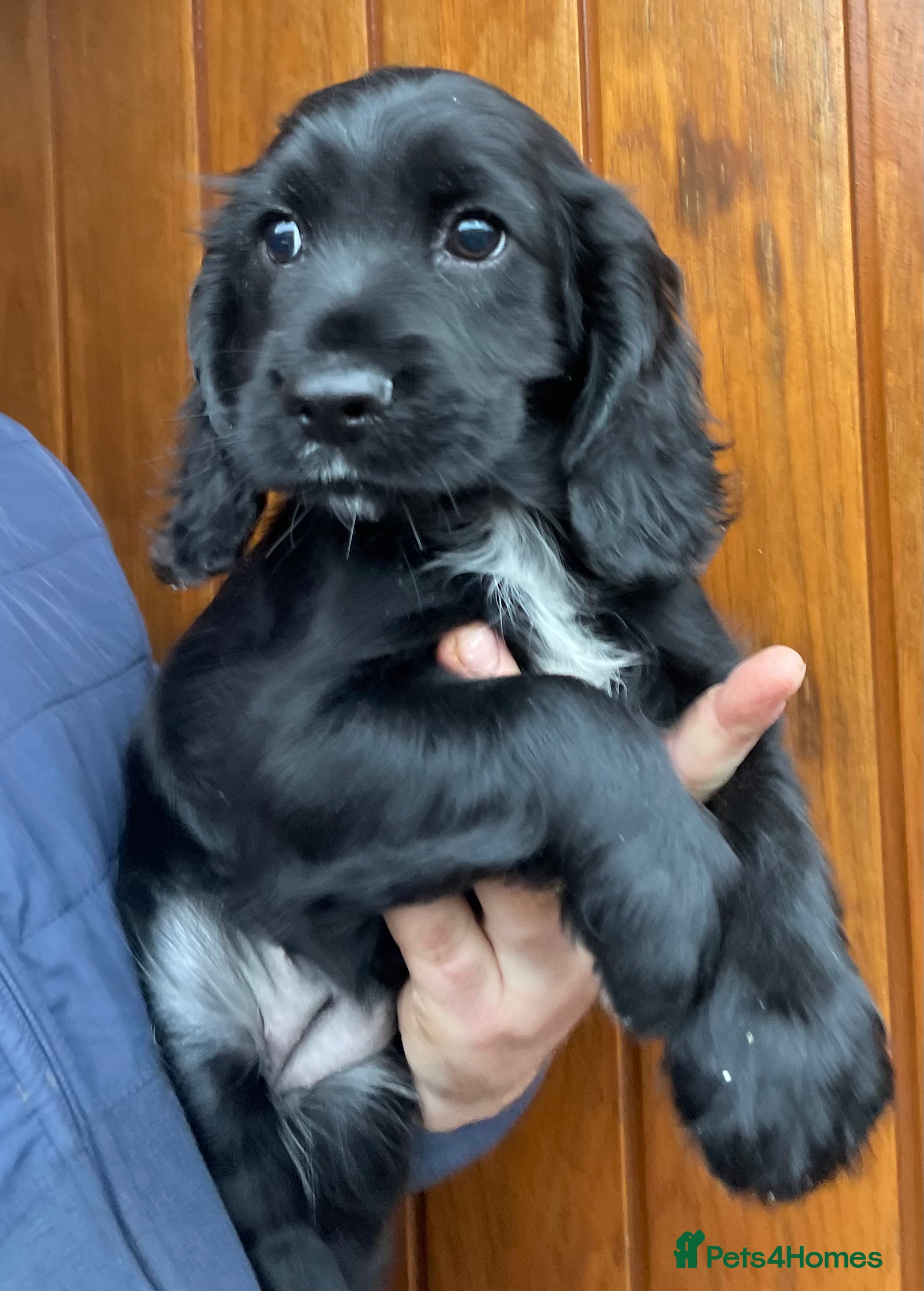 Cocker Spaniel dogs Heath Tested Working Cocker Puppies - Advert 12