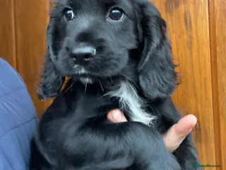 Cocker Spaniel dogs Heath Tested Working Cocker Puppies - Advert 12