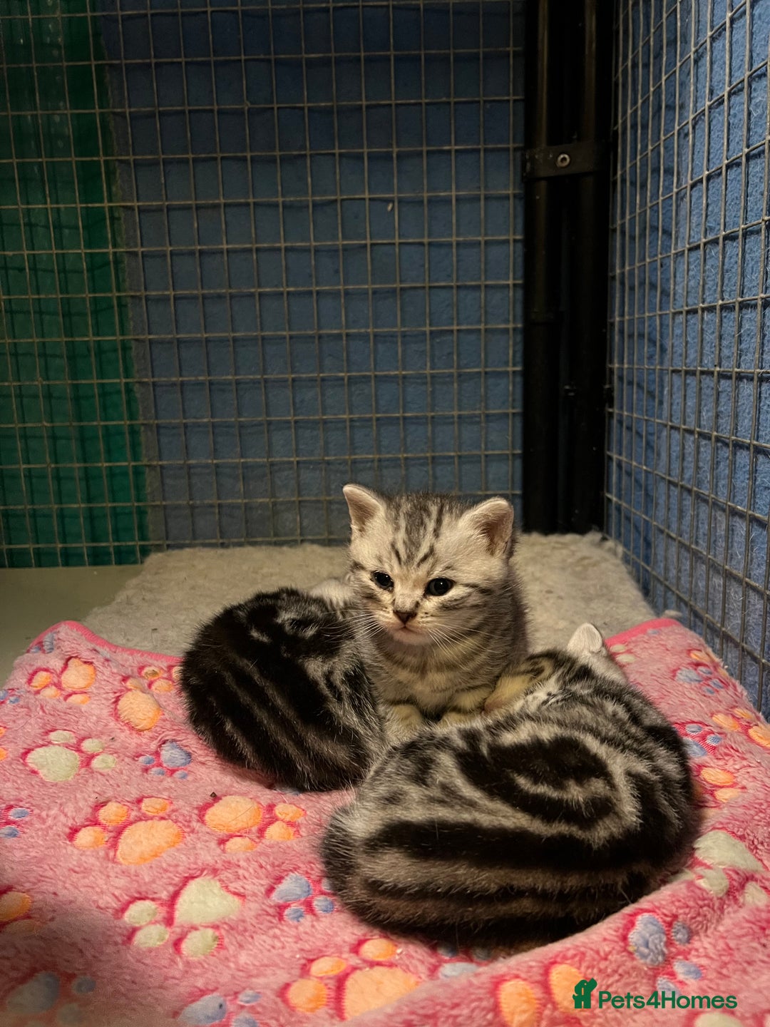 British Shorthair cats for sale: GCCF reg BSH BLACK SILVER TABBY KITTENS - Advert 7