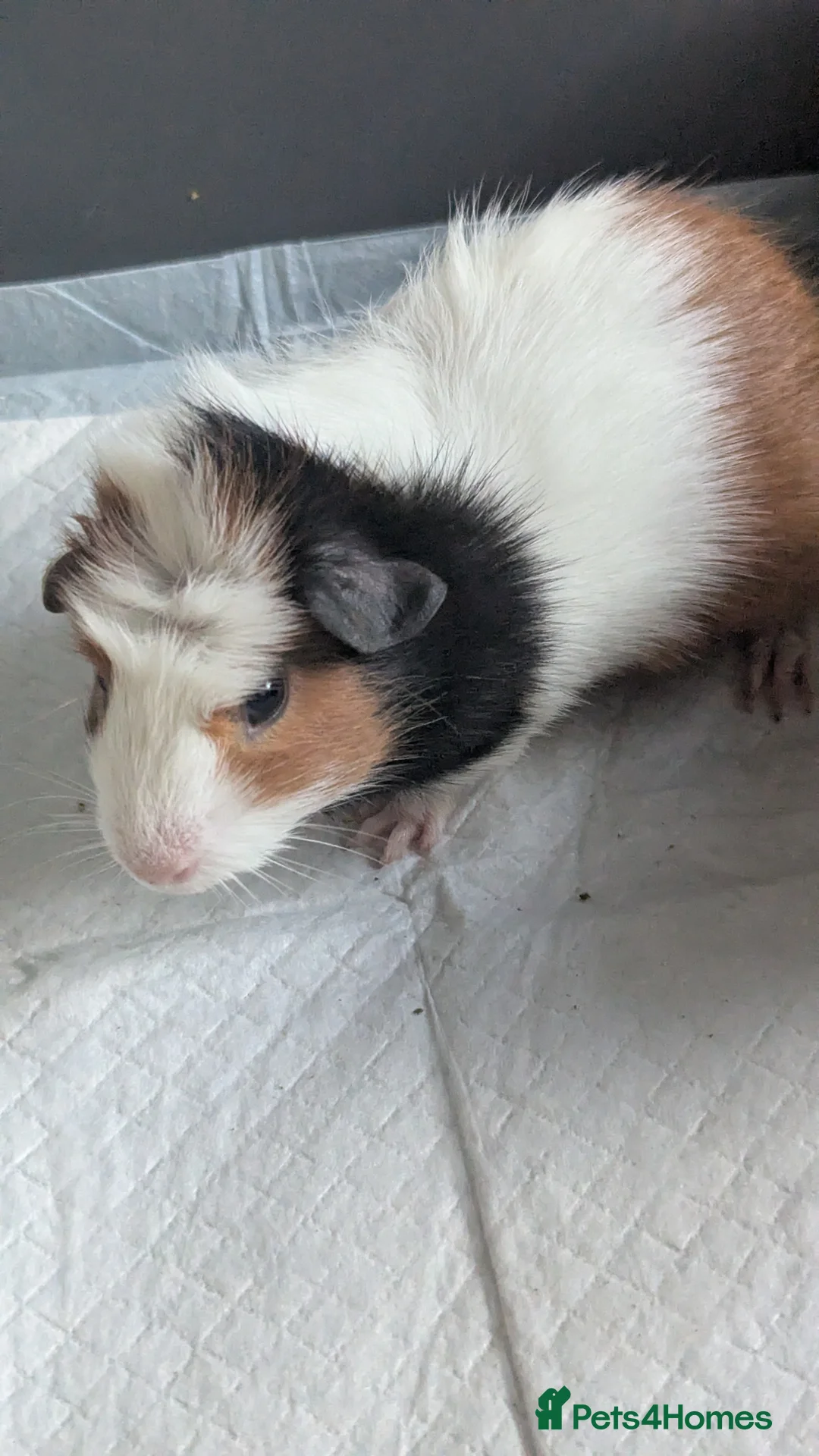 Guinea Pig rodents for sale: Pretty baby guinea pigs  - Advert 2