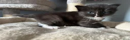 Mixed Breed cats for sale: Long‑Haired Ragdoll Cross Tortoiseshell Kittens - Advert 13