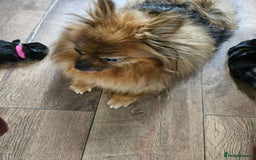 Pomeranian dogs for sale: KC registered  ** mall black Pomeranian Boys - Image 15