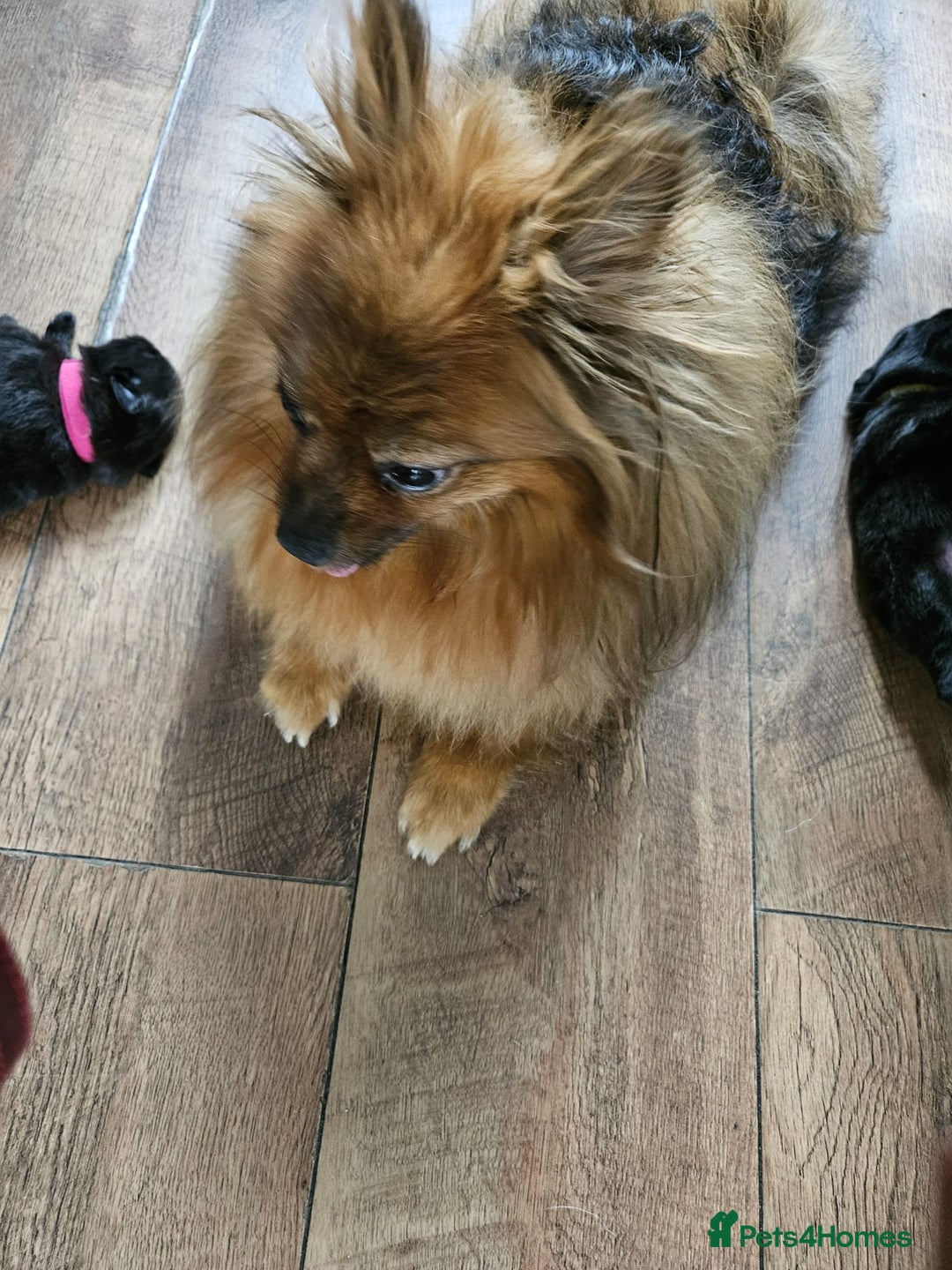 Pomeranian dogs for sale: KC registered  ** mall black Pomeranian Boys - Image 15