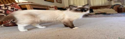 Ragdoll cats for sale: Active pedigree ragdoll queen, TICA  - Advert 3