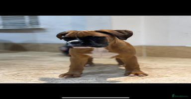 Boxer dogs Boxer pups  - Advert 12