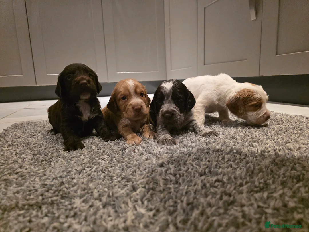 Cocker Spaniel dogs for sale: Beautiful Working cocker spaniel puppies - Advert 12