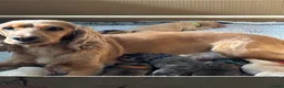 Cockapoo dogs for sale: 8 beautiful f1 cockerpoos  - Advert 22