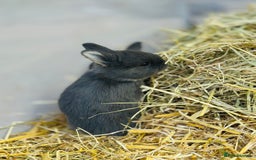 Rex rabbits for sale: Rex + lionheads for sale! - Image 5