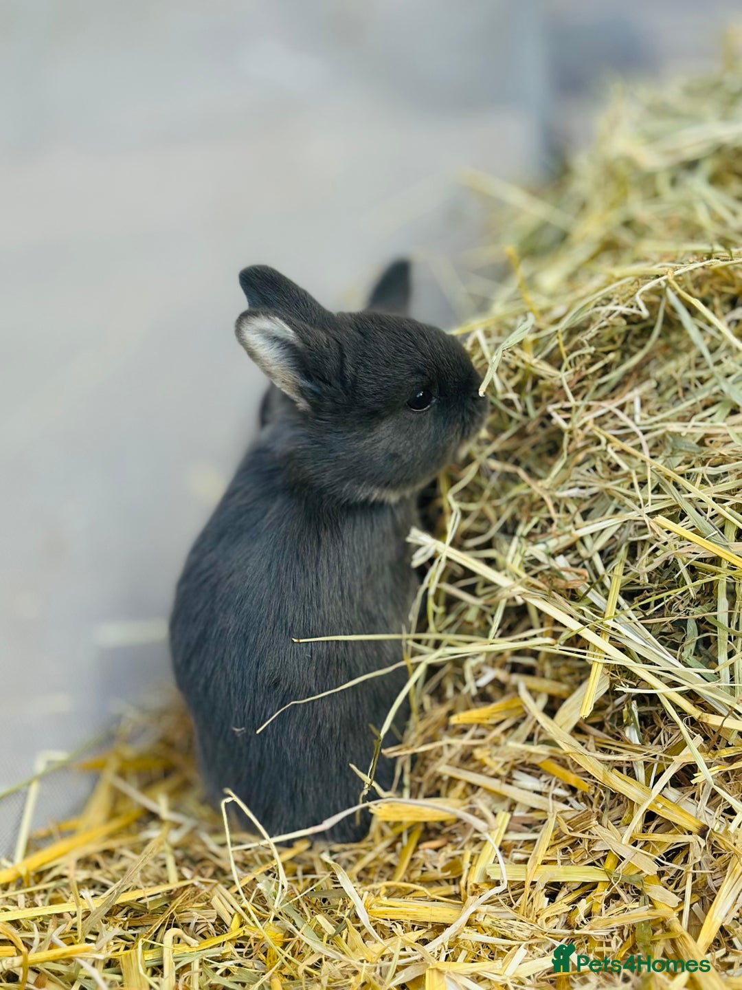 Rex rabbits for sale: Rex + lionheads for sale! - Image 5