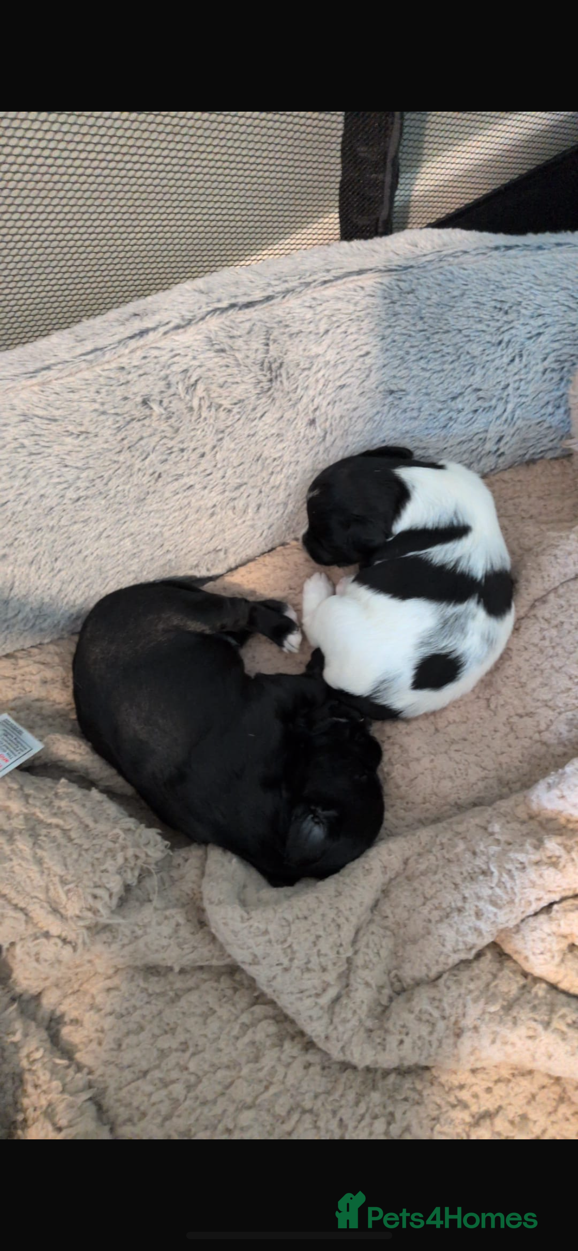 Mixed Breed dogs Jackapoo puppies for sale - Advert 2