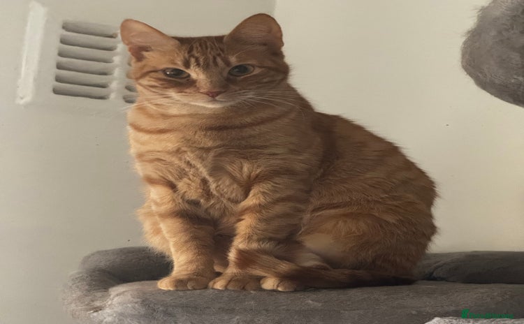 Mixed Breed cats Beautiful Gingers - Advert 6