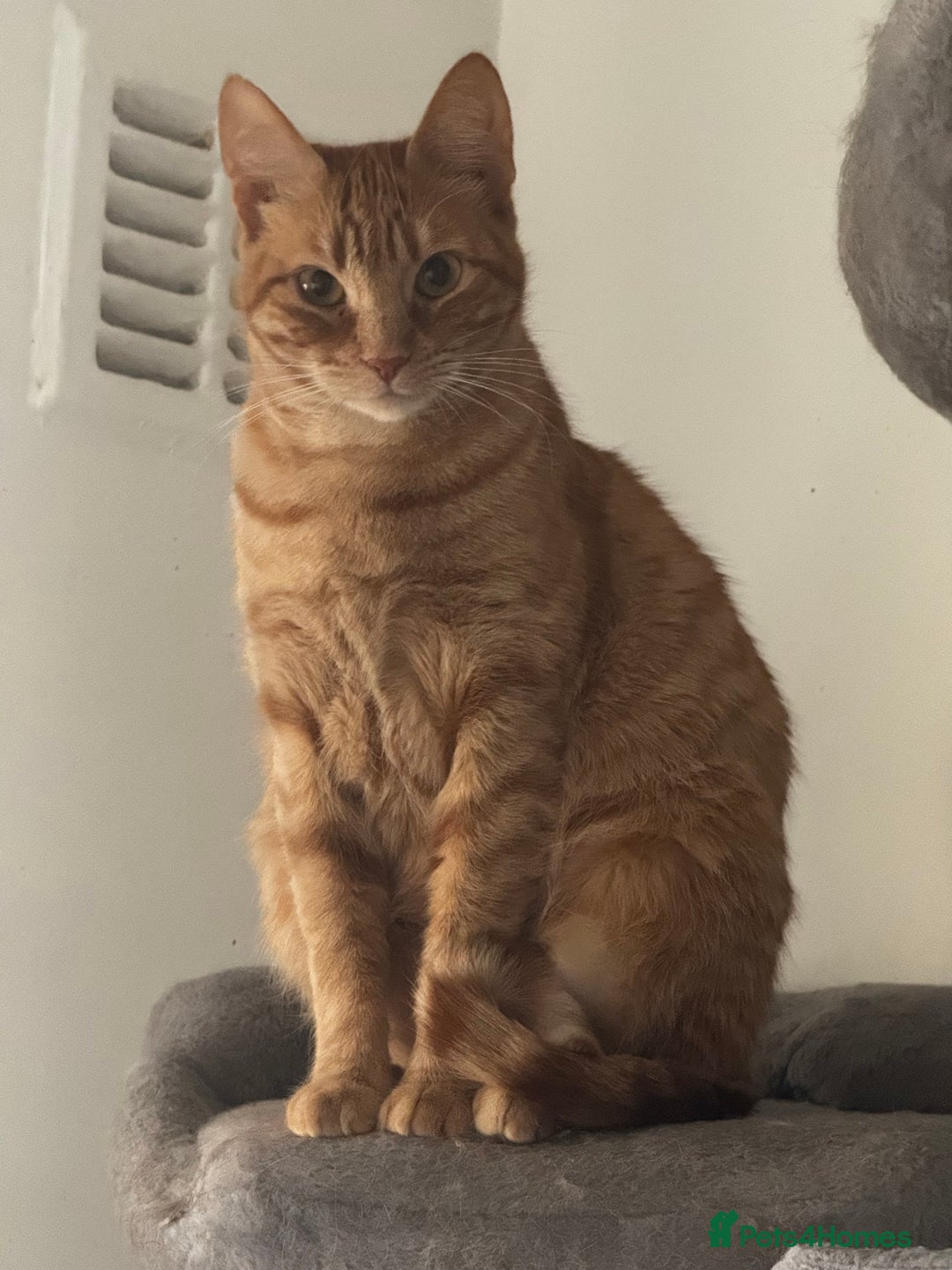 Mixed Breed cats for sale: Beautiful Gingers - Advert 1