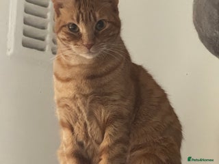 Mixed Breed cats Beautiful Gingers - Advert 6