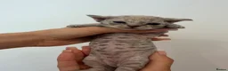 Devon Rex cats for sale: Outstanding kittens.  - Advert 24
