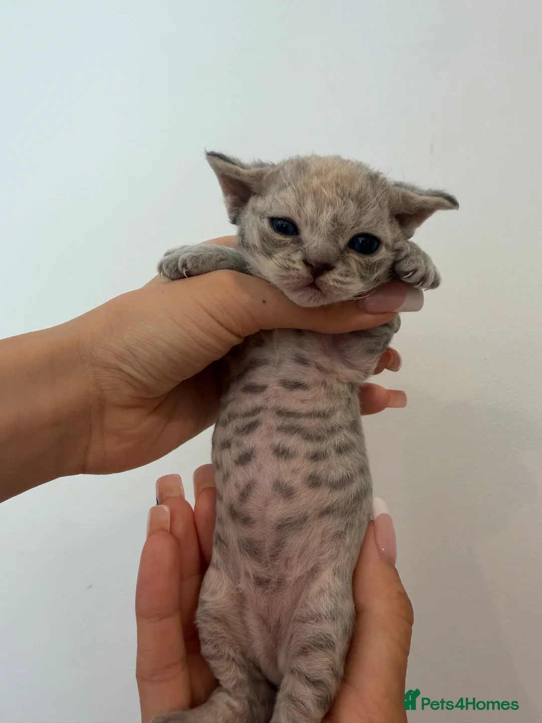 Devon Rex cats for sale: Outstanding kittens.  - Advert 24