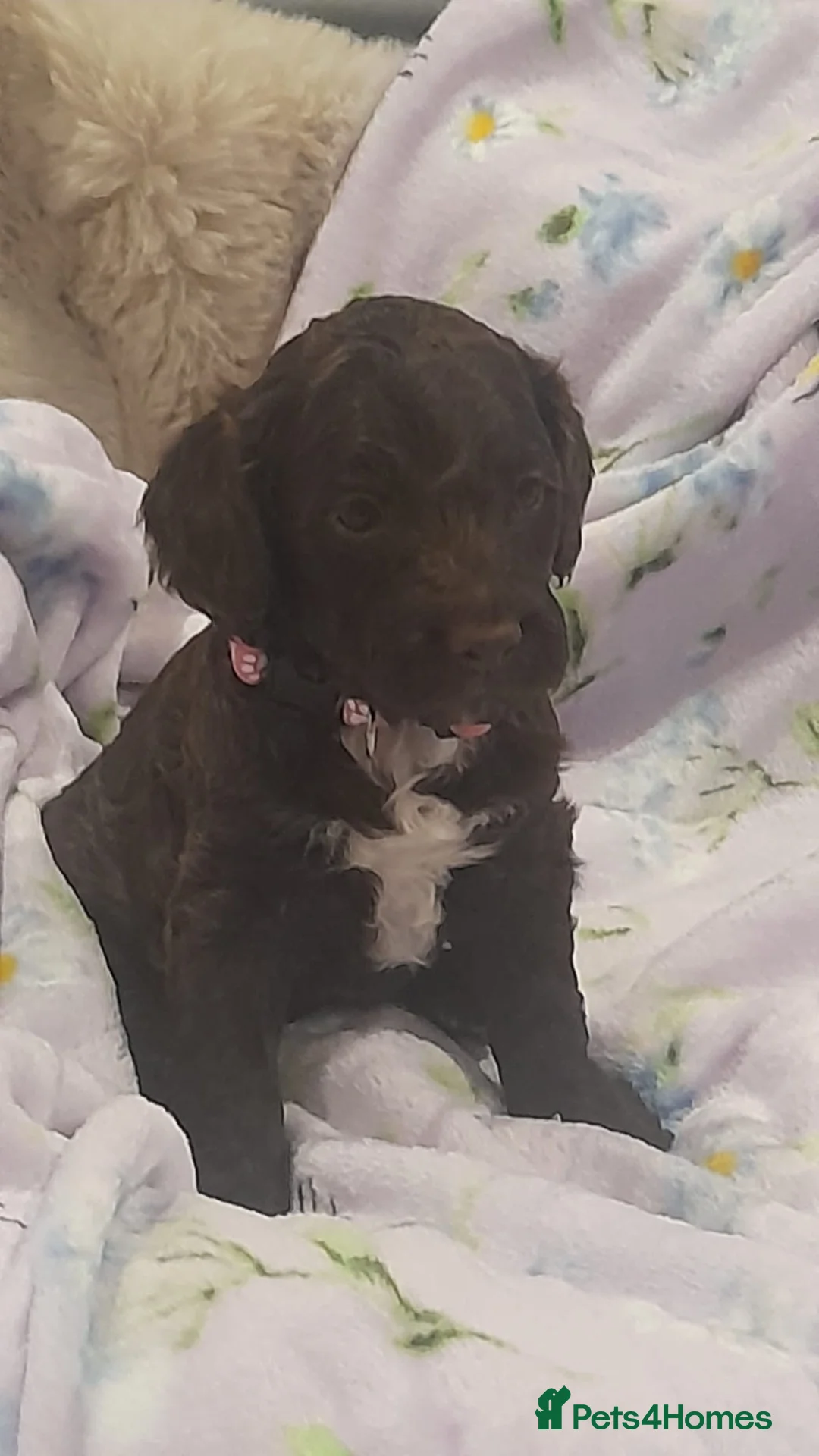 Cockapoo dogs for sale: Exceptional F1 cockapoo puppies  - Advert 2