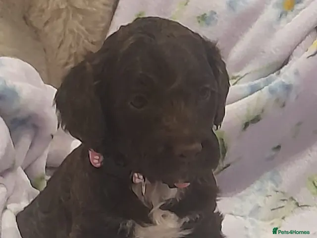 Cockapoo dogs for sale: Exceptional F1 cockapoo puppies - Advert 2