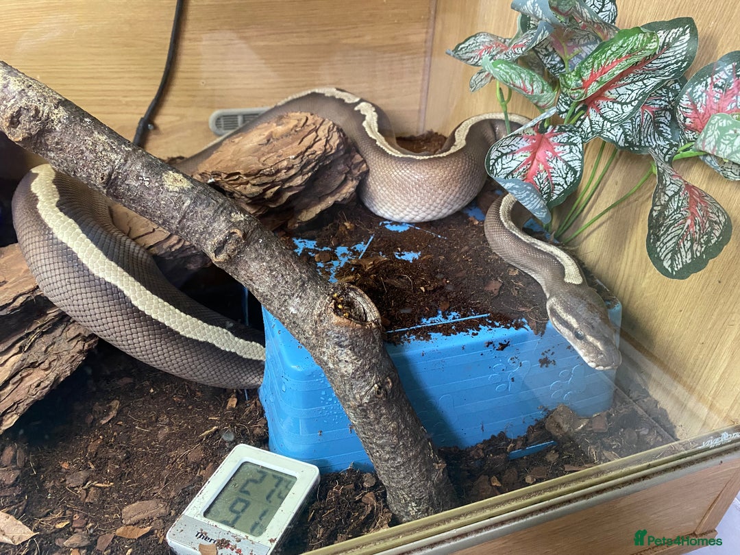 Python Snake reptiles for sale: Royal pythons looking for new homes  - Advert 17