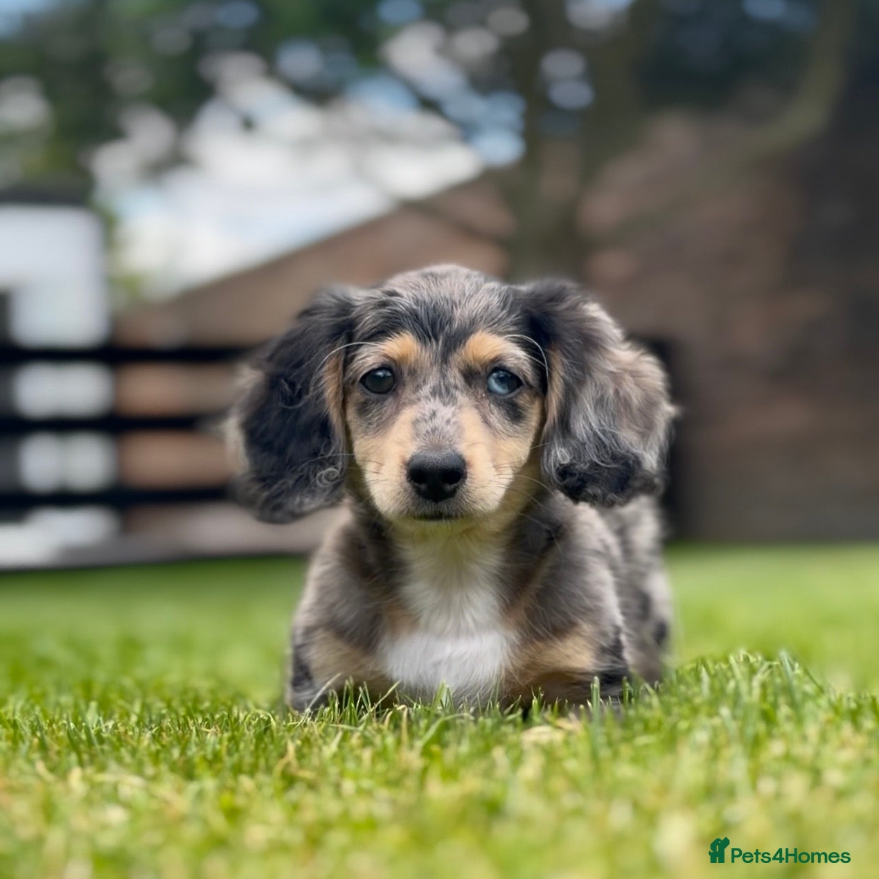 Miniature Dachshund dogs LONGHAIRED MINIATURE DACHSHUNDS  - Advert 1