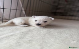 West Highland Terrier dogs for sale: KC West Highland Terrier - Image 7