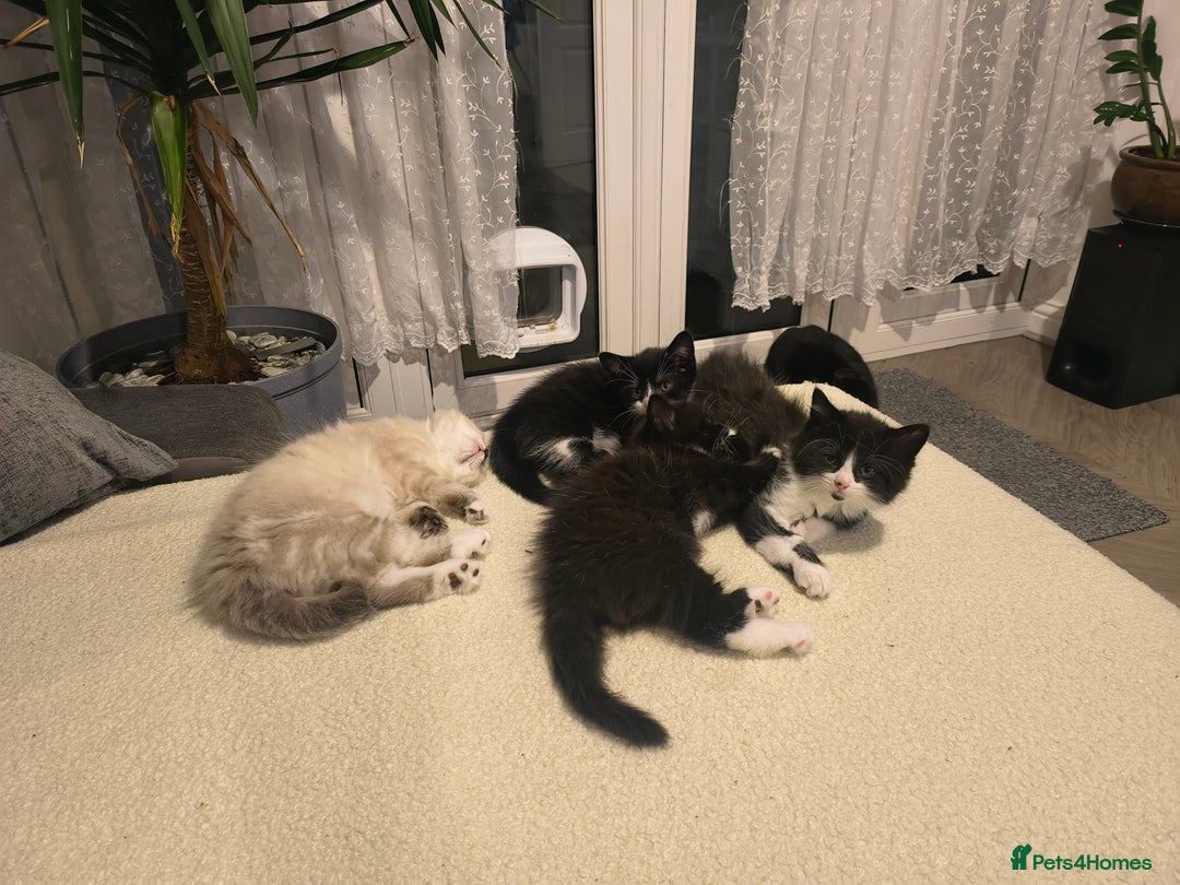 Domestic Shorthair cats for sale: Domestic short hair and long hair - Advert 2