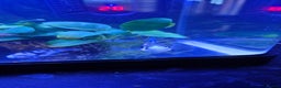 Cichlids fish for sale: Blue parrot fish - Advert 4