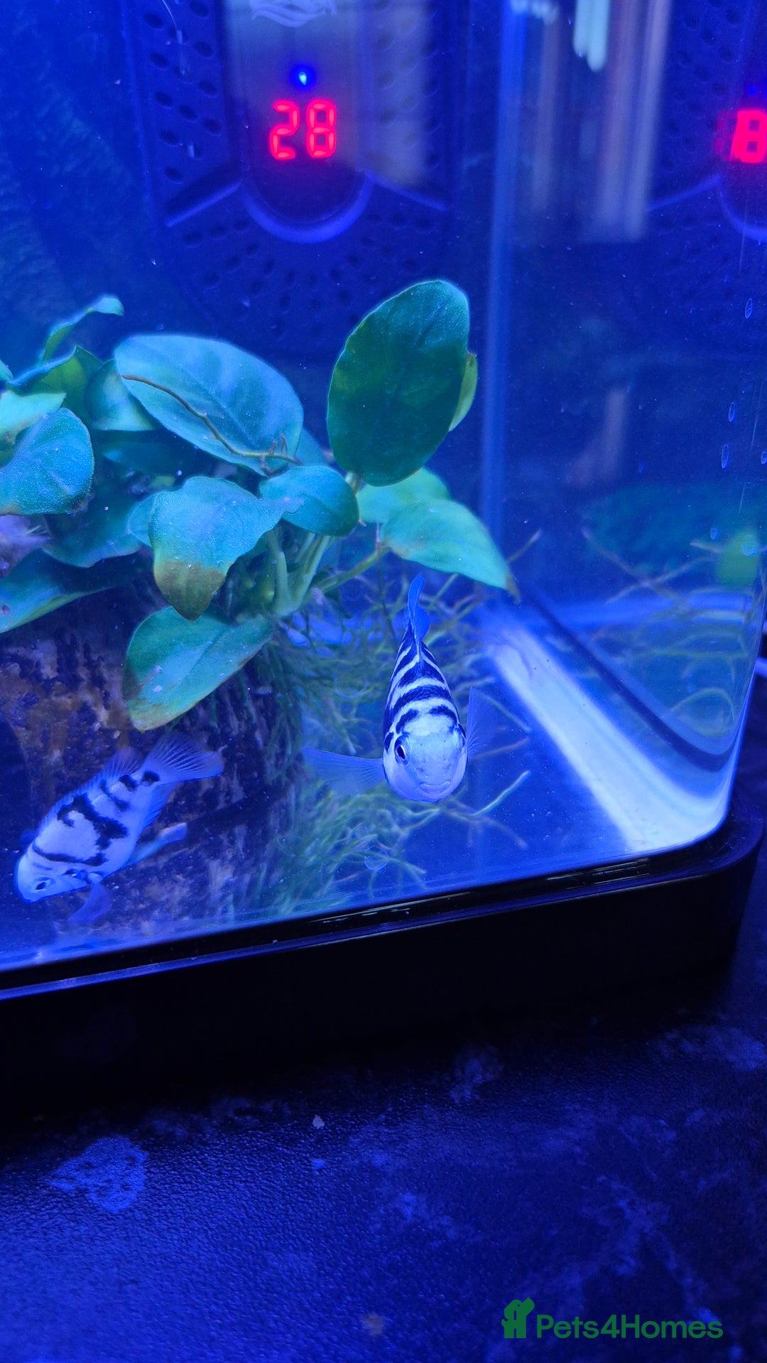 Cichlids fish for sale: Blue parrot fish - Advert 4