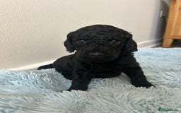 Cockapoo dogs for sale: 🖤BEAUTIFUL COCKAPOO FOR SALE🖤 - Advert 9