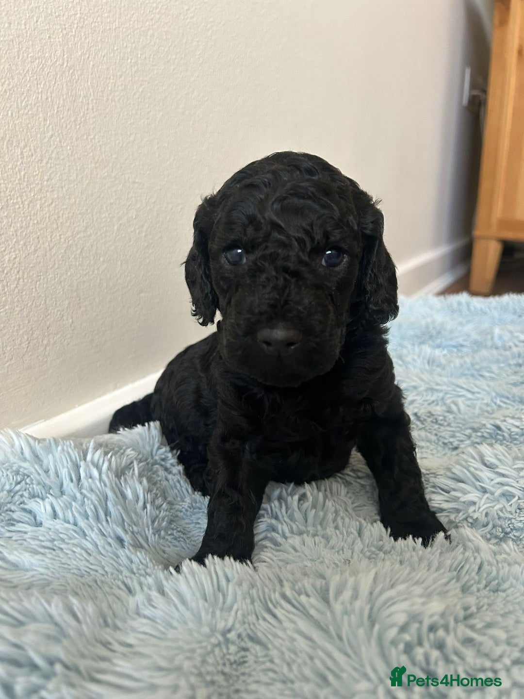 Cockapoo dogs for sale: 🖤BEAUTIFUL COCKAPOO FOR SALE🖤 - Advert 9