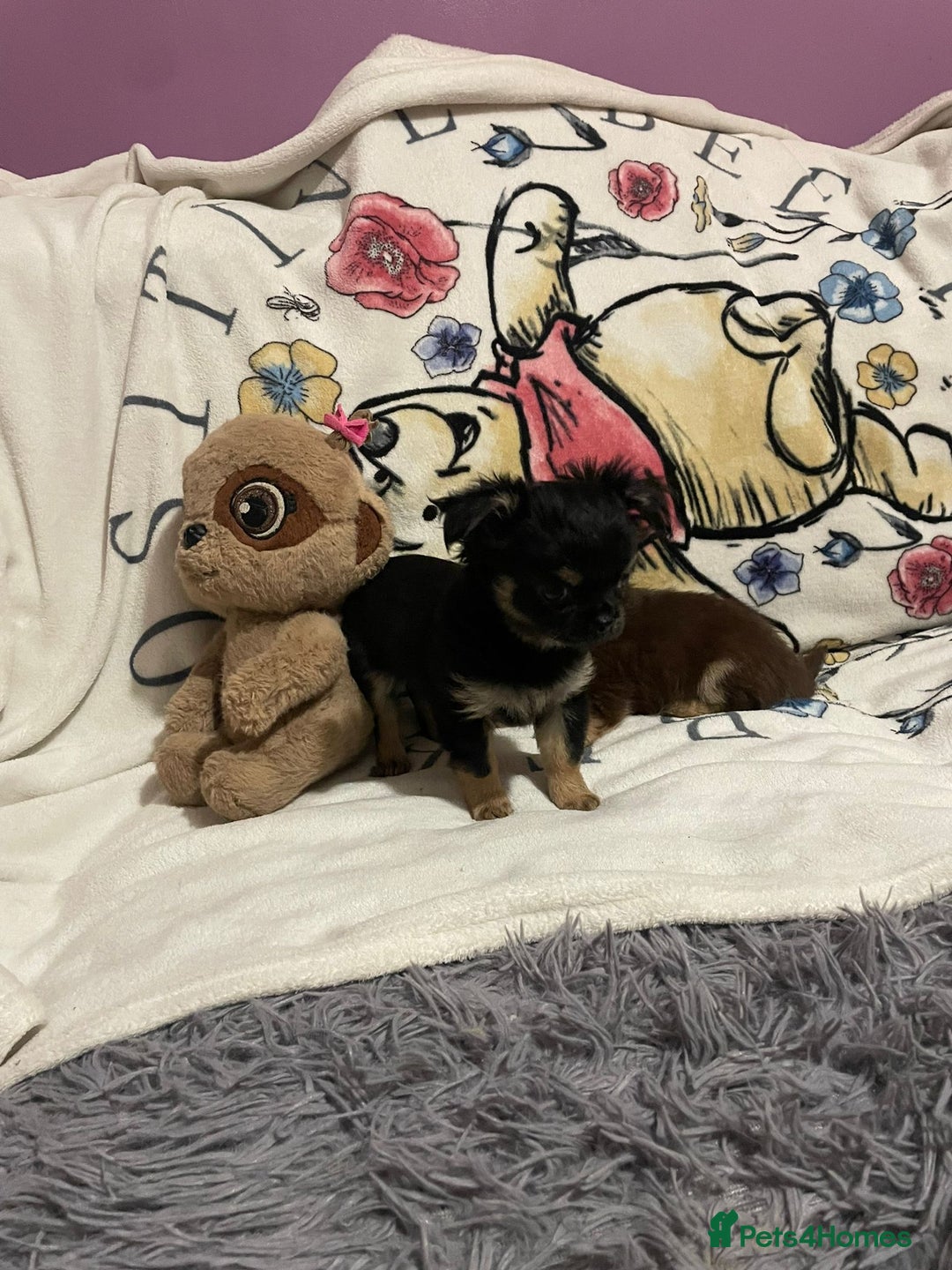 Chihuahua dogs for sale: Beautiful tiny little chihuahua girls - Advert 3