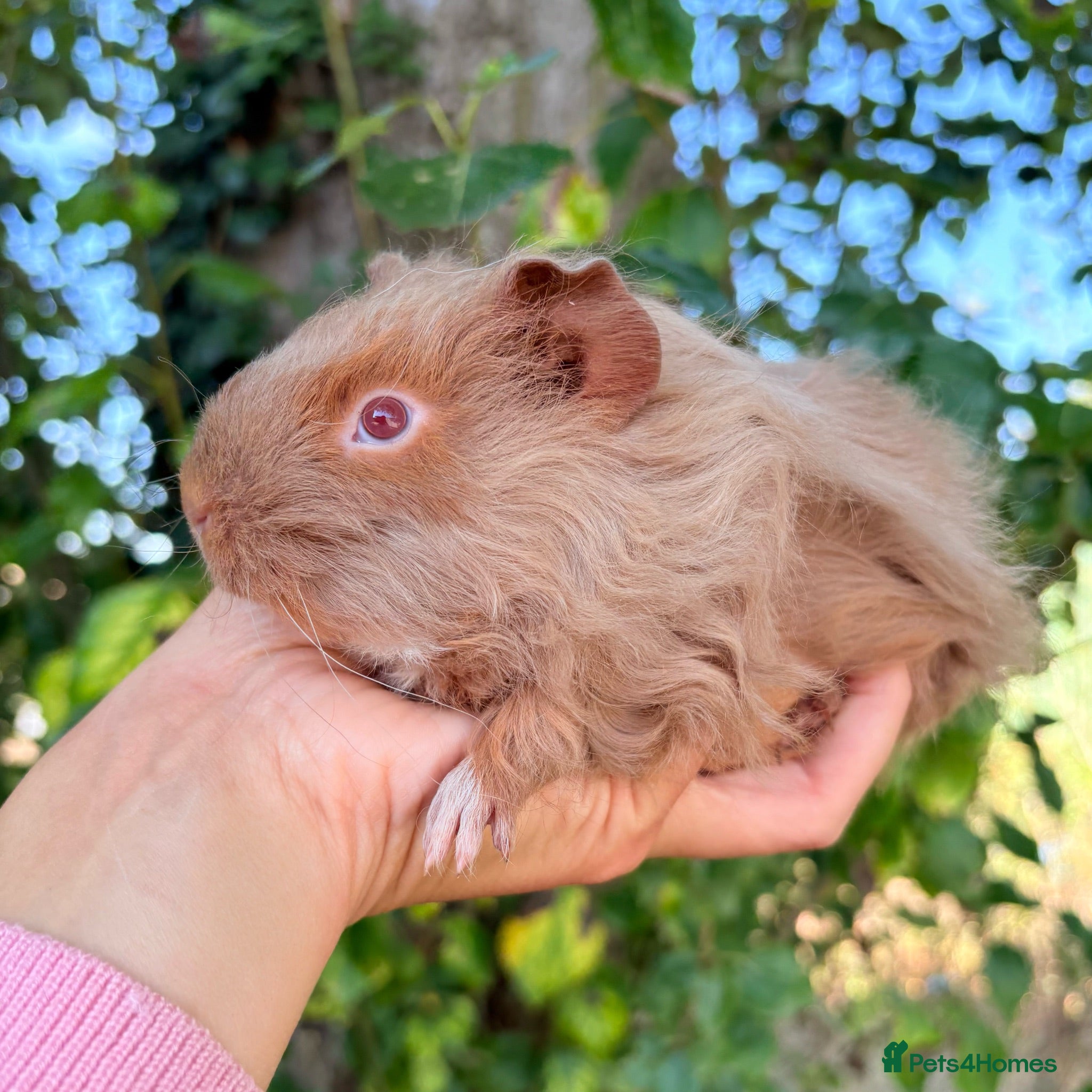 Guinea Pig rodents Baby boy piggy’s for sale  - Advert 1