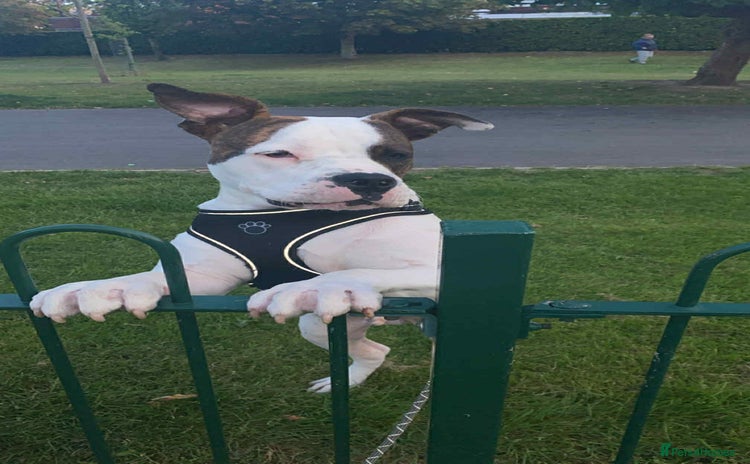 American Bulldog dogs - Advert 1