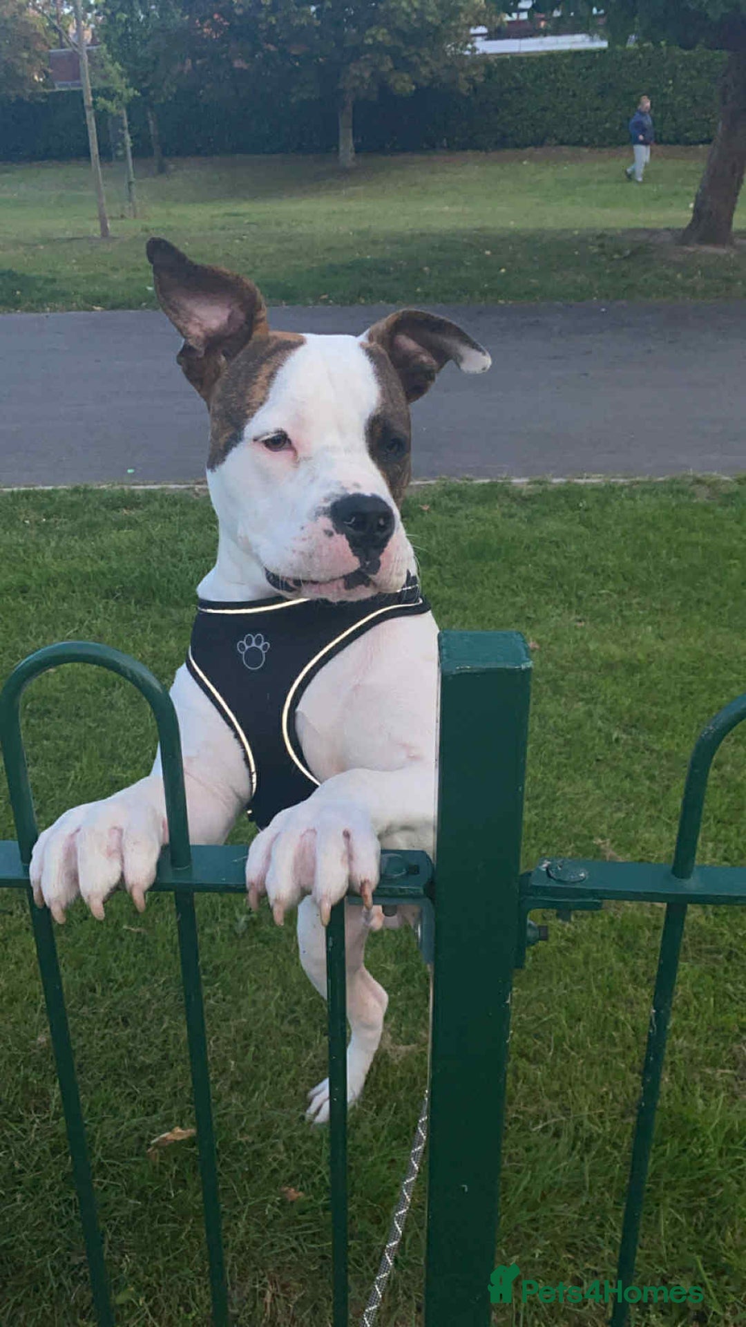 American Bulldog dogs for sale: Ozzy the American Bull Dog Staffy - Image 1