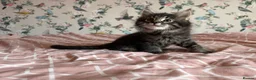 Maine Coon cats for sale: 4 beautiful playful Maine Coon kittens  in Glastonbury - Advert 3