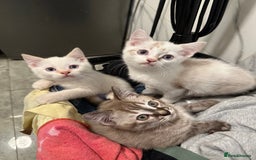 British Shorthair cats for sale: Gorgeous British Shorthair Kittens – Now Ready - Image 8