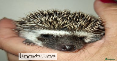 Pygmy Hedgehog rodents - Advert 5