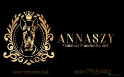 Miniature Pinscher dogs for sale: Pure 100% Miniature Pinscher-Licensed Breeder🐾❤️  - Image 11