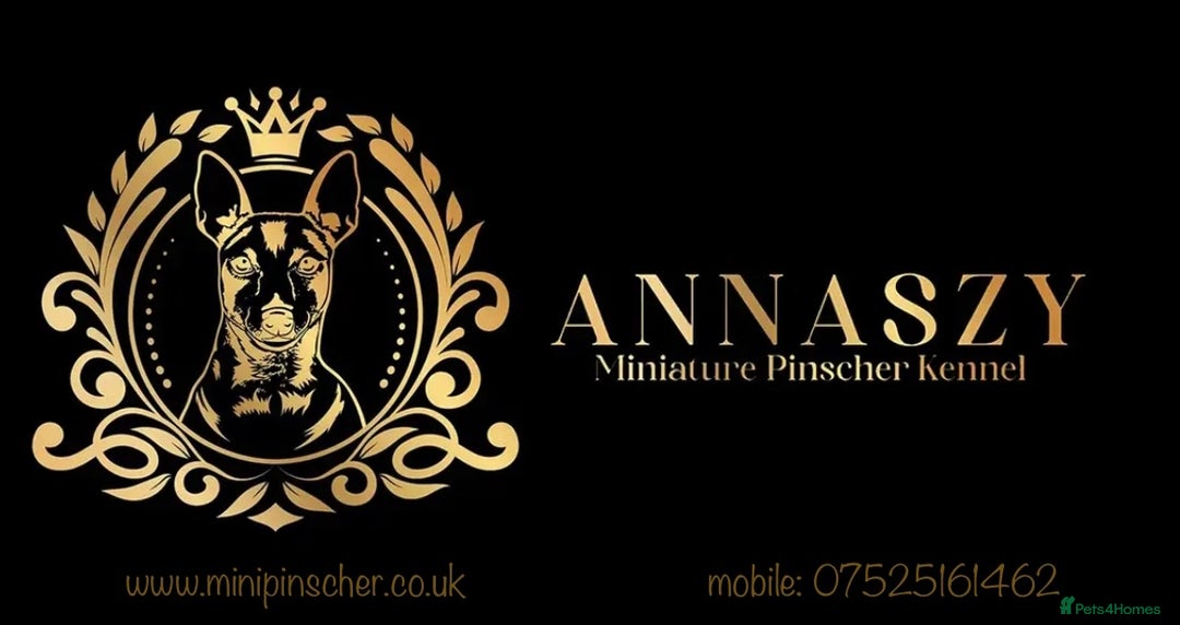 Miniature Pinscher dogs for sale: Pure 100% Miniature Pinscher-Licensed Breeder🐾❤️  - Image 11