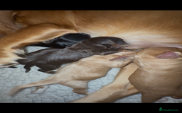 Cocker Spaniel dogs for sale: Quality KC registered FTC Working Cocker Spaniels - Image 13